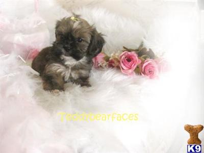 Yorkshire Terrier Puppies for Sale