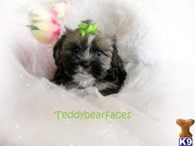 Shih Tzu Puppies for Sale