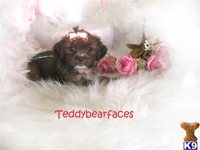 Shih Tzu Puppies for Sale