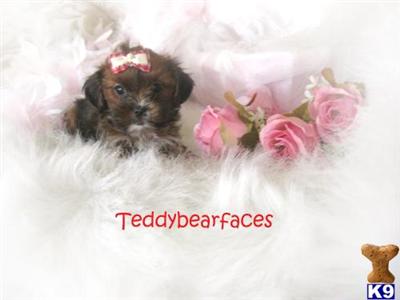 Yorkshire Terrier Puppies for Sale