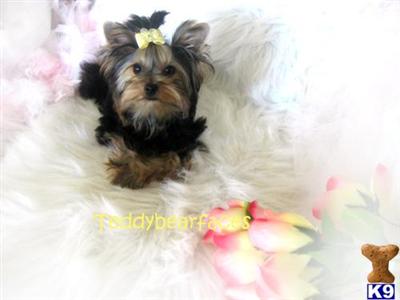 Yorkshire Terrier Puppies for Sale