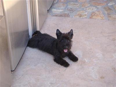 Scottish Terrier Puppies for Sale