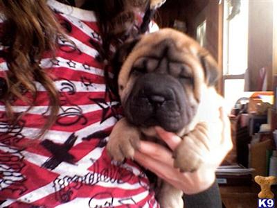 Chinese Shar-Pei Puppies for Sale