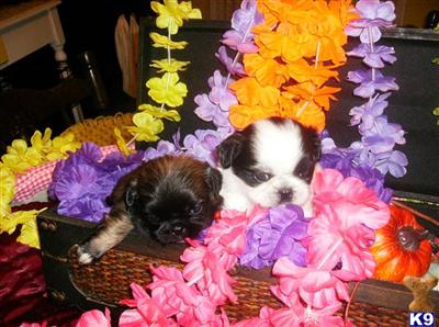 Puppies for Sale