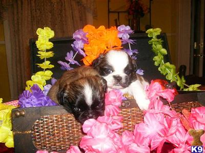 Mixed Breed Puppies for Sale
