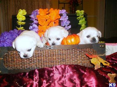 Mixed Breed Puppies for Sale