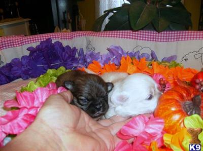 Puppies in TX