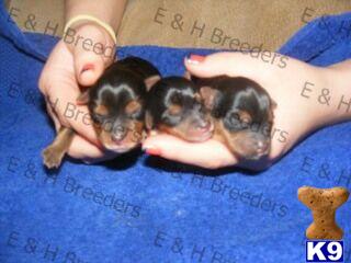 Yorkshire Terrier Puppies for Sale