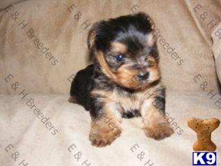 Yorkshire Terrier Puppies for Sale