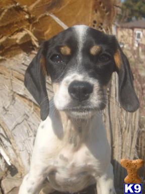 Mixed Breed Puppies for Sale