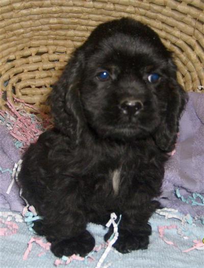 American Cocker Spaniel Puppies for Sale