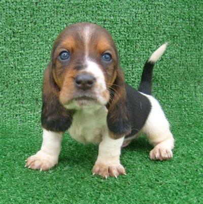 Puppies in KS
