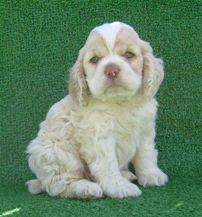 American Cocker Spaniel Puppies for Sale