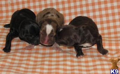 Mixed Breed Puppies for Sale