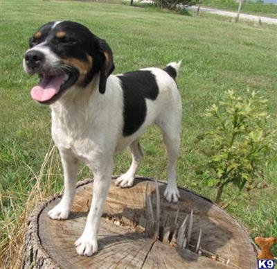 Puppies in KS