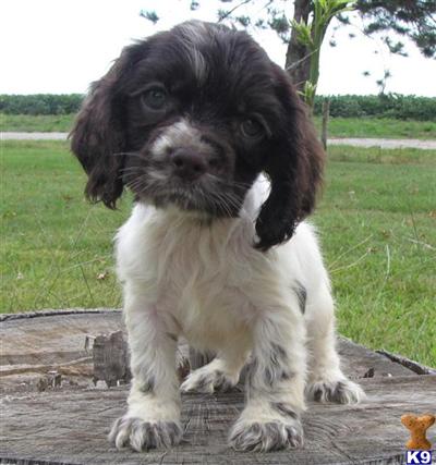 Puppies in COLUMBUS