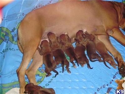Rhodesian Ridgeback Puppies for Sale