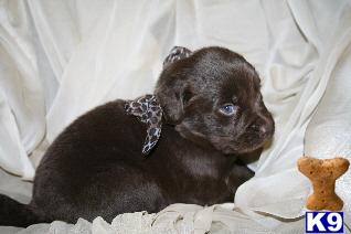 Newfoundland Puppies for Sale