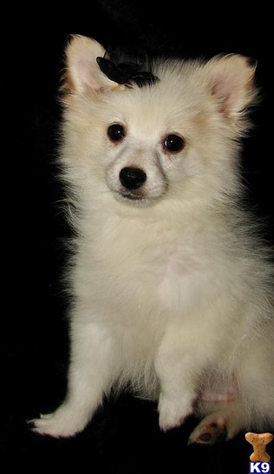 Pomeranian Puppies for Sale