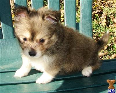 Pomeranian Puppies for Sale