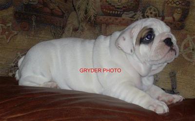 Bulldog Puppies for Sale