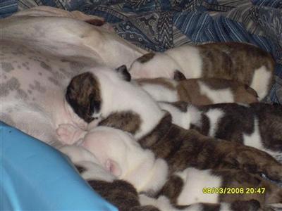 Puppies in NC