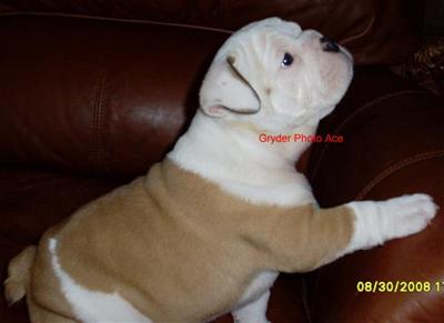 English Bulldog Puppies for Sale
