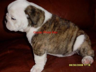 English Bulldog Puppies for Sale