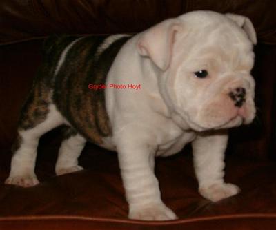 English Bulldog Puppies for Sale