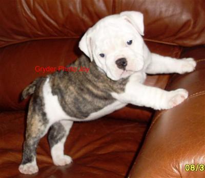 English Bulldog Puppies for Sale