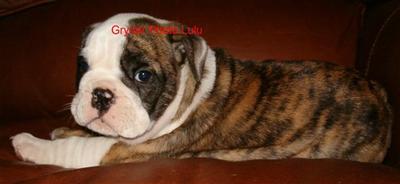 English Bulldog Puppies for Sale