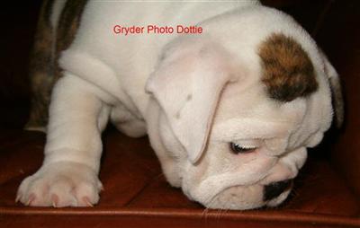English Bulldog Puppies for Sale