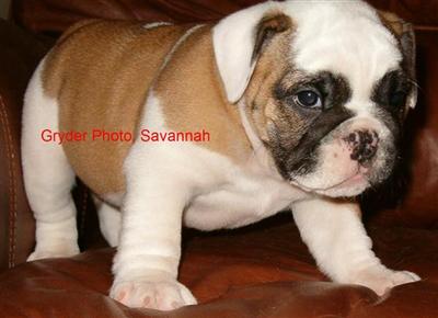English Bulldog Puppies for Sale