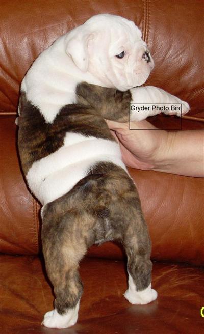 English Bulldog Puppies for Sale