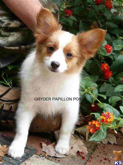Papillon Puppies for Sale
