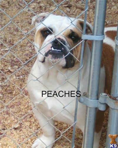 Dogs for Sale