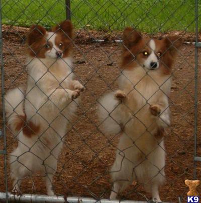 Puppies for Sale