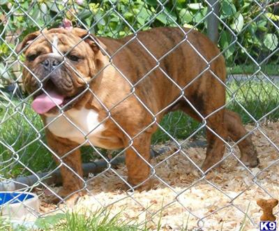 Puppies for Sale