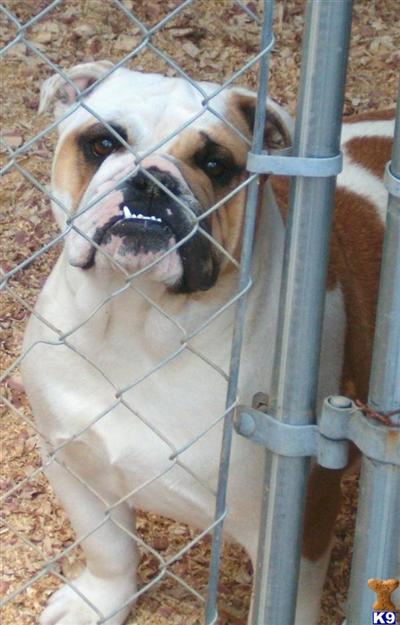 Dogs for Sale