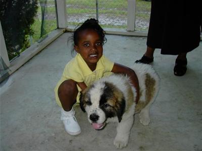 Saint Bernard Puppies for Sale