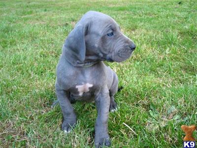 Puppies in WA