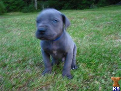 Puppies in WA
