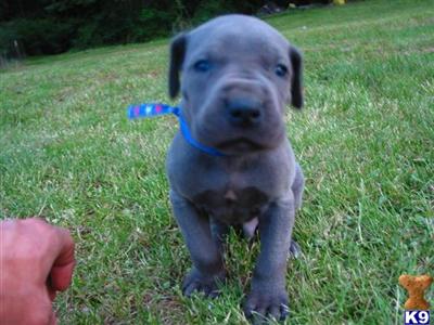 Puppies in WA