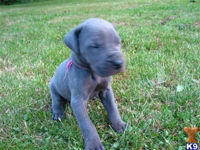 Puppies in WA