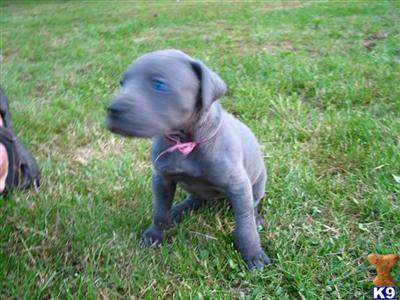 Puppies in WA