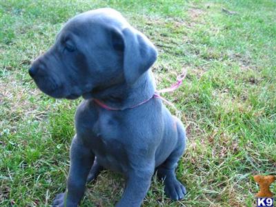Puppies in WA