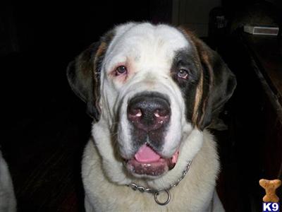 Saint Bernard Puppies for Sale