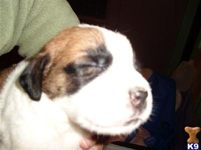 Puppies in ME