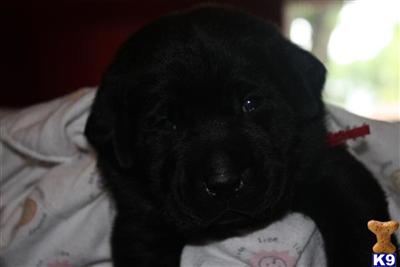 Puppies in WI
