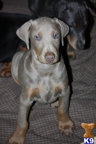 Doberman Pinscher Puppies for Sale